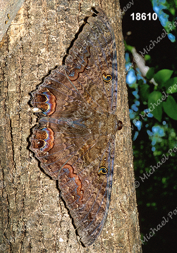 Black Witch (Ascalapha odorata)